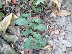 Aristolochia nelsonii (Aristolochia nelsonii)