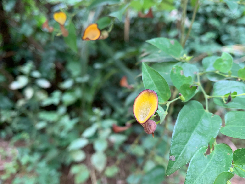 Aristolochia nevesarmondiana (Aristolochia nevesarmondiana)