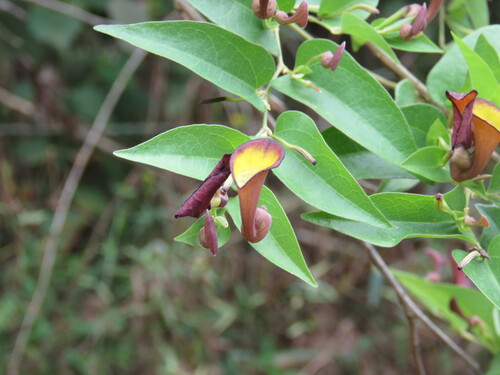 Aristolochia nevesarmondiana (Aristolochia nevesarmondiana)