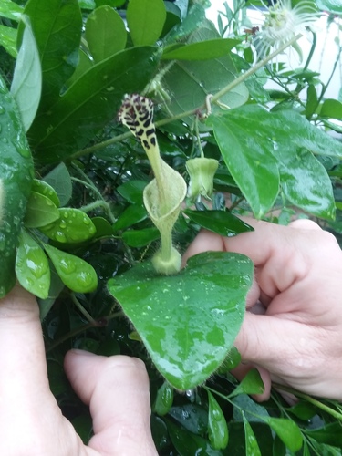 Aristolochia odora (Aristolochia odora)