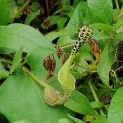 Aristolochia odora (Aristolochia odora)