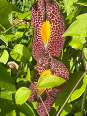 Fragrant dutchman's pipe (Aristolochia odoratissima)