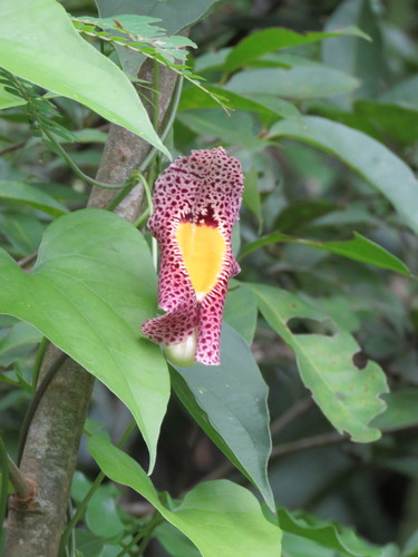 Fragrant dutchman's pipe (Aristolochia odoratissima)
