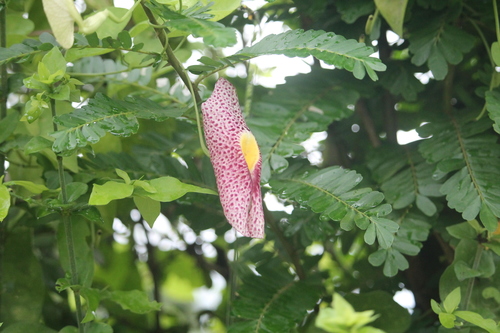 Fragrant dutchman's pipe (Aristolochia odoratissima)