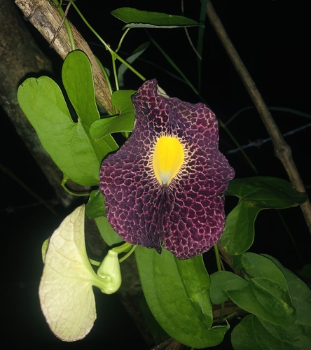 Fragrant dutchman's pipe (Aristolochia odoratissima)