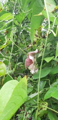 Fragrant dutchman's pipe (Aristolochia odoratissima)