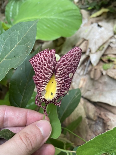 Fragrant dutchman's pipe (Aristolochia odoratissima)