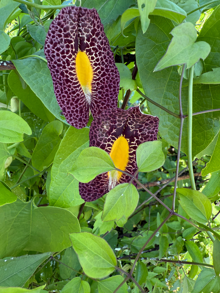 Fragrant dutchman's pipe (Aristolochia odoratissima)