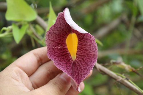 Fragrant dutchman's pipe (Aristolochia odoratissima)