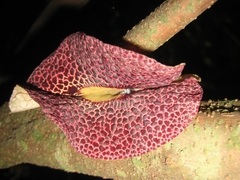 Fragrant dutchman's pipe (Aristolochia odoratissima)