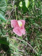 Fragrant dutchman's pipe (Aristolochia odoratissima)