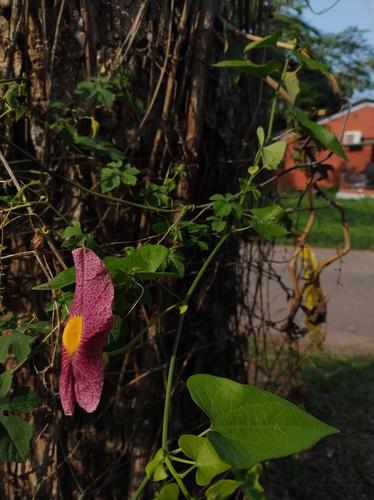 Fragrant dutchman's pipe (Aristolochia odoratissima)