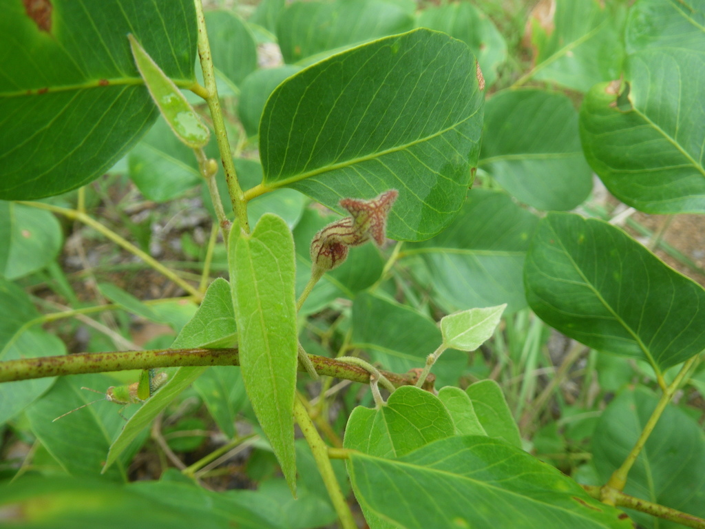 Aristolochia ornithopterae (Aristolochia ornithopterae)