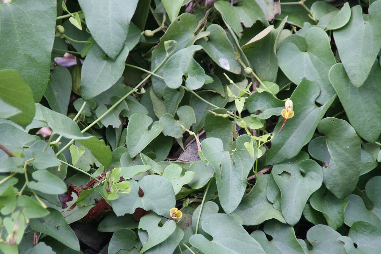 Aristolochia pilosa: Location taken: Fairchild Tropical Botanic Garden, Miami, FL USA. Names: Aristolochia pilosa H.B. and K., Pipevin Classification: Plantae > Magnoliophyta > Magn