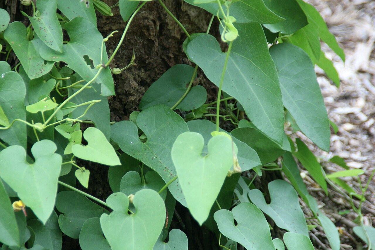 Aristolochia pilosa: Location taken: Fairchild Tropical Botanic Garden, Miami, FL USA. Names: Aristolochia pilosa H.B. and K., Pipevin Classification: Plantae > Magnoliophyta > Magn