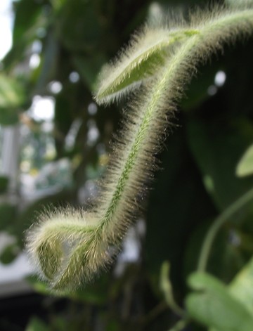 Aristolochia pilosa: Aristolochia pilosa at New York Botanical Garden, Bronx, NY, USA