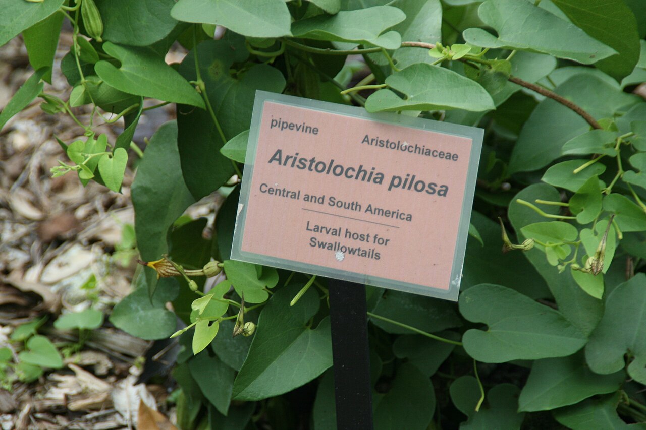 Aristolochia pilosa: Location taken: Fairchild Tropical Botanic Garden, Miami, FL USA. Names: Aristolochia pilosa H.B. and K., Pipevin Classification: Plantae > Magnoliophyta > Magn