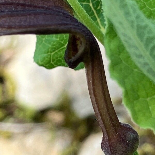 Aristolochia pistolochia (Aristolochia pistolochia)