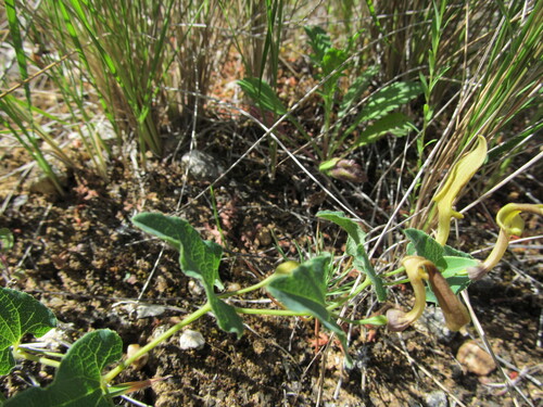 Aristolochia pistolochia (Aristolochia pistolochia)