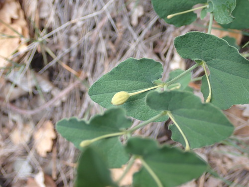 Aristolochia pistolochia (Aristolochia pistolochia)
