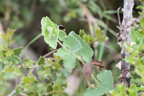 Aristolochia pistolochia (Aristolochia pistolochia)