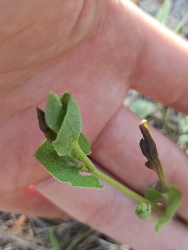 Aristolochia pistolochia (Aristolochia pistolochia)