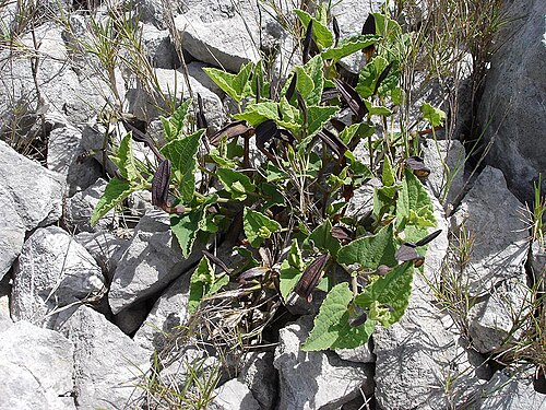 Aristolochia pistolochia (Aristolochia pistolochia)