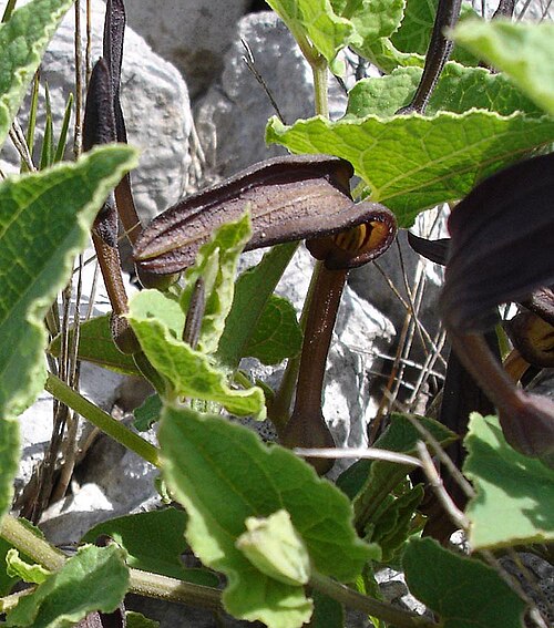 Aristolochia pistolochia (Aristolochia pistolochia)