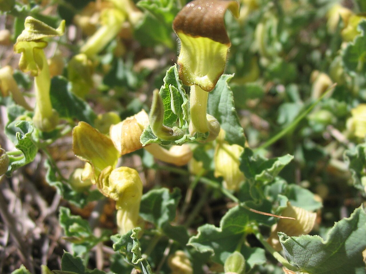 Aristolochia pistolochia (Aristolochia pistolochia)