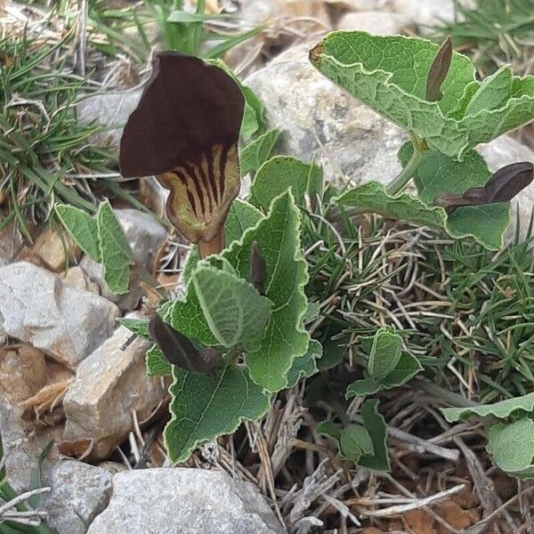 Aristolochia pistolochia (Aristolochia pistolochia)