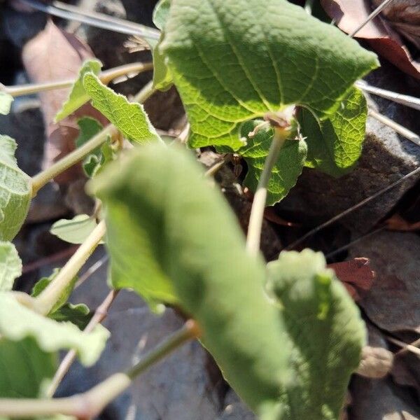 Aristolochia pistolochia (Aristolochia pistolochia)
