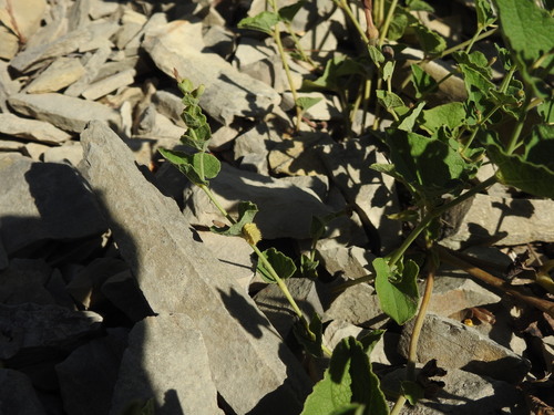 Aristolochia pistolochia (Aristolochia pistolochia)