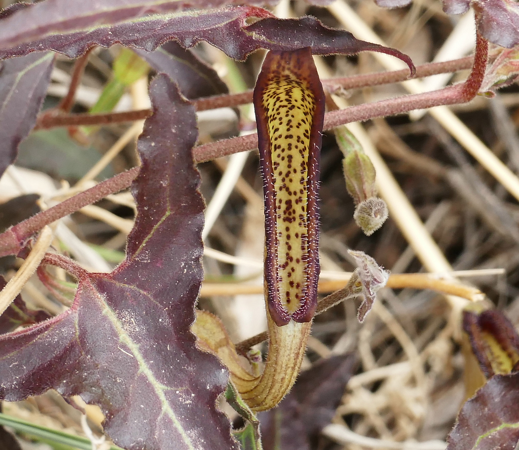 Watson's dutchman's pipe (Aristolochia watsonii)