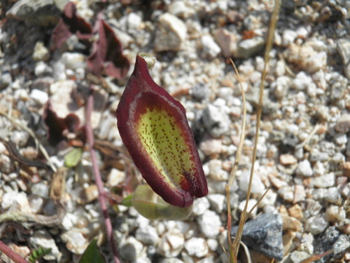 Watson's dutchman's pipe (Aristolochia watsonii)