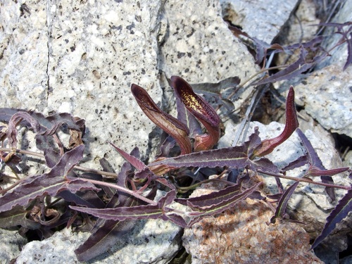 Watson's dutchman's pipe (Aristolochia watsonii)