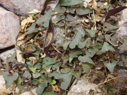 Watson's dutchman's pipe (Aristolochia watsonii)