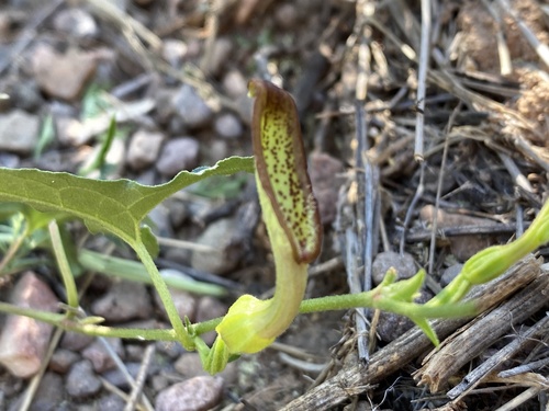 Watson's dutchman's pipe (Aristolochia watsonii)