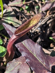 Watson's dutchman's pipe (Aristolochia watsonii)