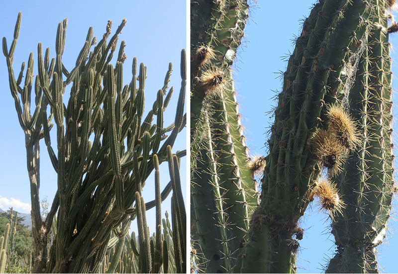 Armatocereus godingianus: Confined in nature to Ecuador, at elevations over 1000 m. Lotusland, Montecito, Calif.