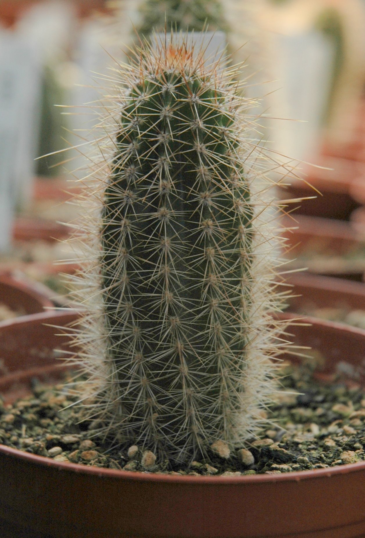 Armatocereus godingianus: Cultivated plant of Armatocereus godingianus