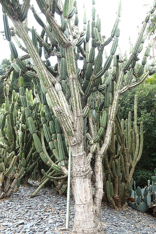 Armatocereus godingianus: Lotusland - Montecito, California, USA.
