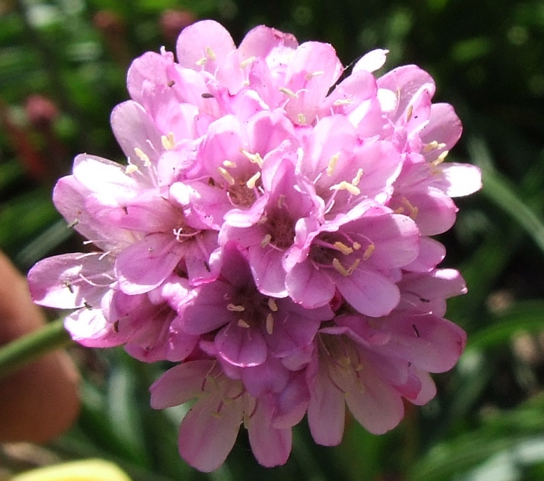 Armeria alliacea: Armeria alliacea