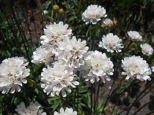 Armeria alliacea: Armeria alliacea , Berlin-Dahlem Botanical Garden.