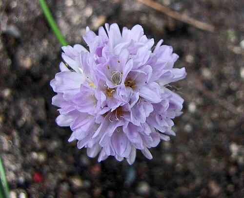 Armeria alliacea: Sea pink