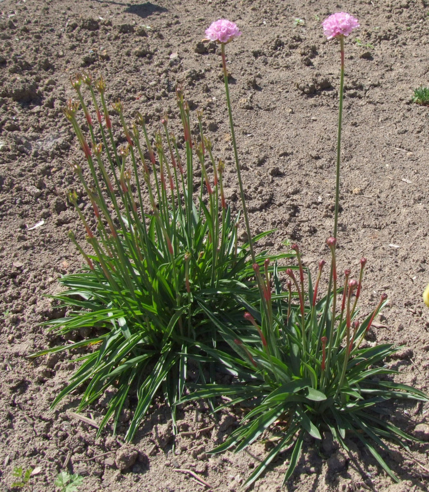 Armeria alliacea: Armeria alliacea