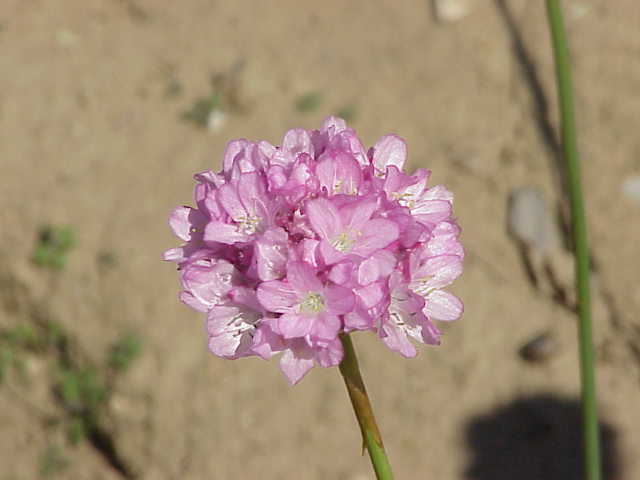Armeria alliacea: Species : Armeria alliacea Family : Plumbaginaceae Image No. 1