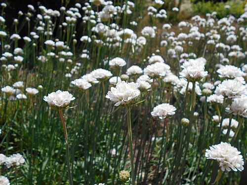 Armeria alliacea: Armeria alliacea , Berlin-Dahlem Botanical Garden.