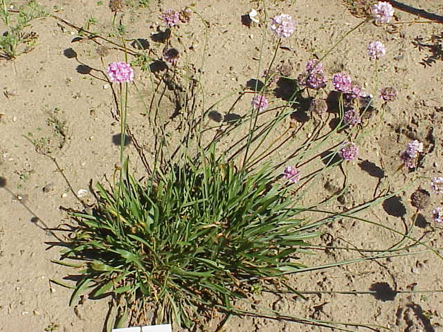 Armeria alliacea: Species : Armeria alliacea Family : Plumbaginaceae Image No. 2