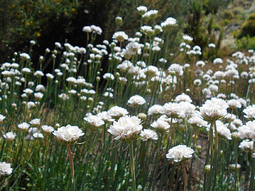 Armeria alliacea: Armeria alliacea , Berlin-Dahlem Botanical Garden.
