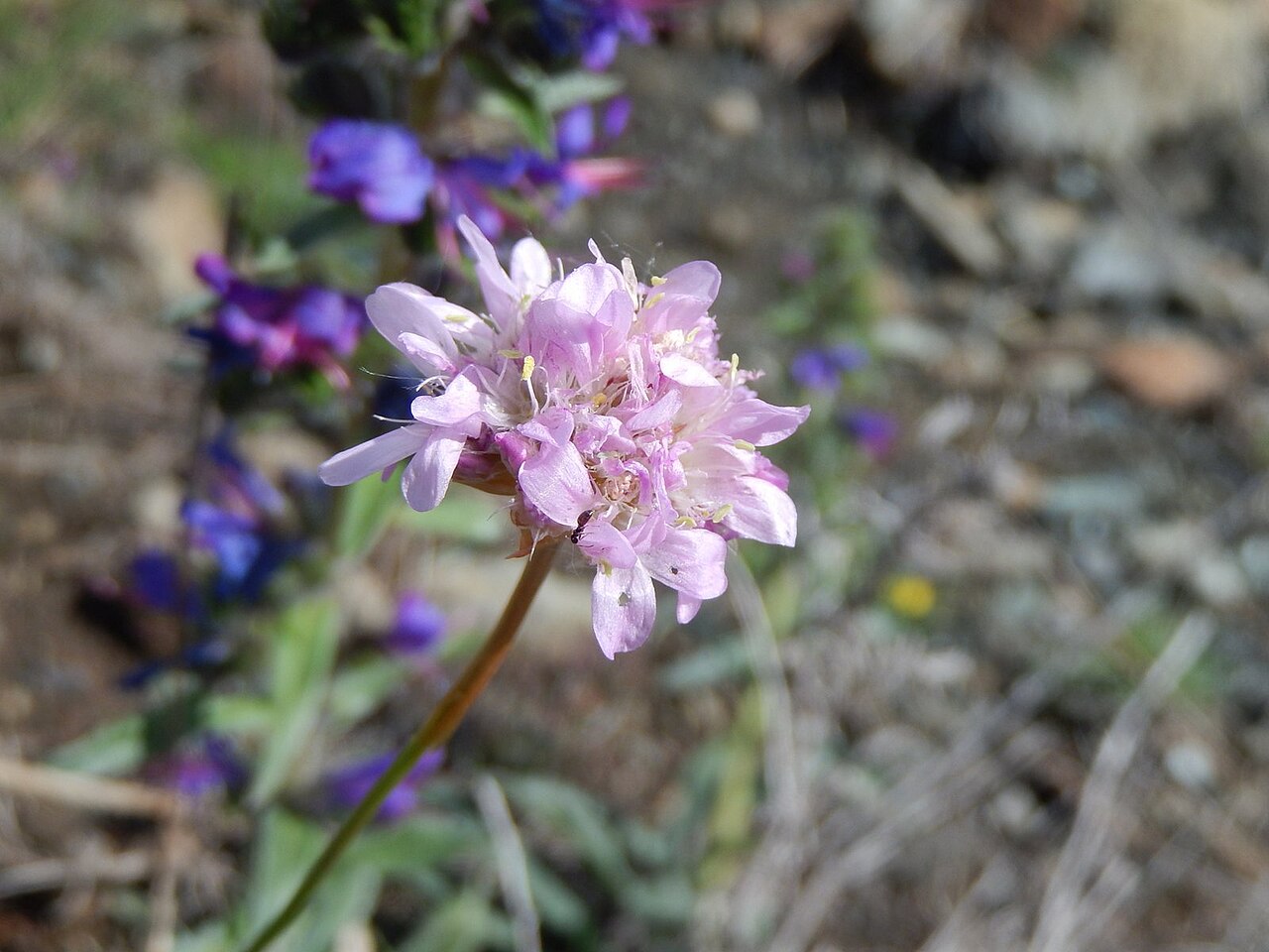 Armeria arenaria: Armeria arenaria (Pers.) Schult. in Roem. & Schult.